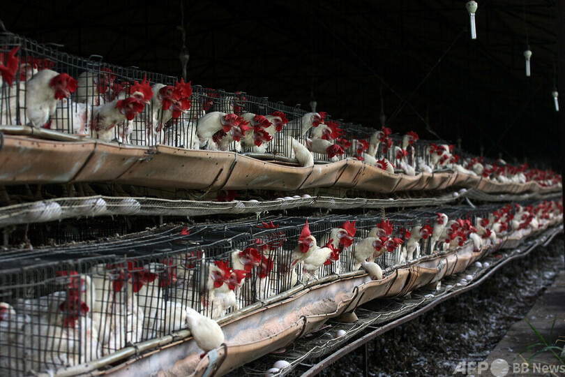 H5N2型鳥インフルのヒト感染、メキシコで初確認 WHO