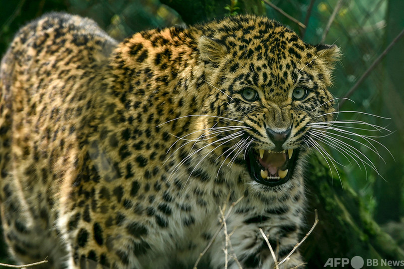 ヒョウに追い掛けられた兄弟 誕生日ケーキで撃退 インド 写真1枚 国際ニュース Afpbb News