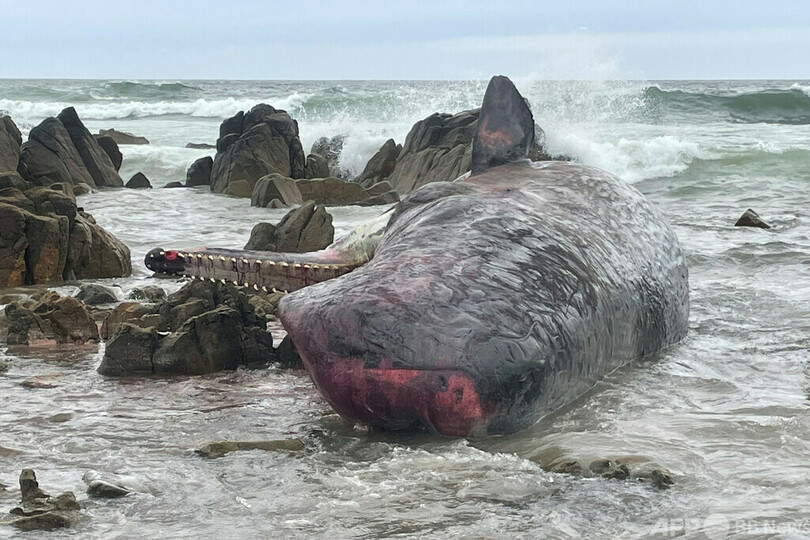 ゴンドウクジラ、豪州で230頭漂着 半数死んだ恐れ