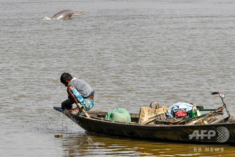 希少な淡水イルカの死骸発見、封鎖下で密漁増加の恐れ バングラ