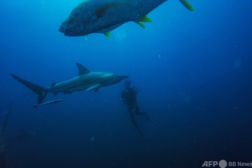 ビーチを守るサメよけネット 海洋生物の脅威に 南アフリカ 写真14枚 国際ニュース Afpbb News
