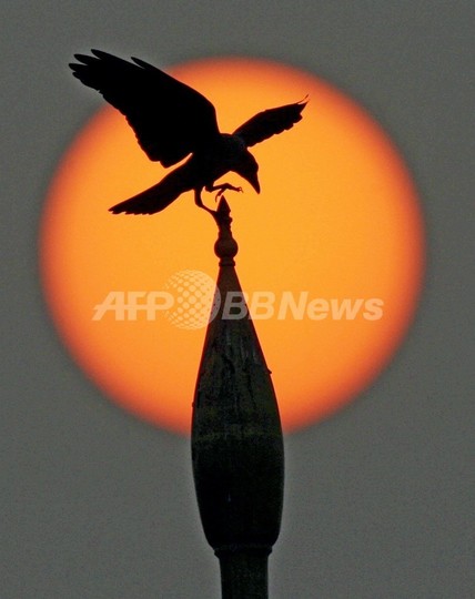 カラスの賢さ想像以上、覚えた顔を仲間にも伝える力 米研究 カラスの賢さ想像以上、覚えた顔を仲間にも伝える力 米研究