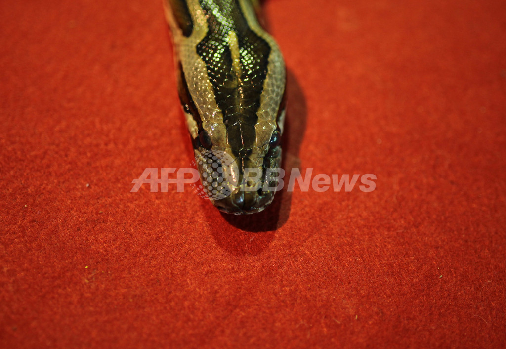 ニシキヘビに襲われ2男児死亡、階下のペット店から逃走か カナダ ニシキヘビに襲われ2男児死亡、階下のペット店から逃走か カナダ
