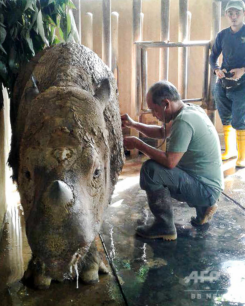 マレーシア最後のスマトラサイが死ぬ、世界で残り80頭未満 マレーシア最後のスマトラサイが死ぬ、世界で残り80頭未満