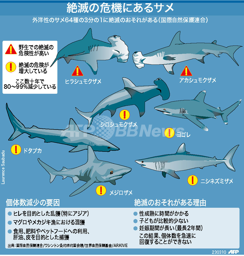 【図解】絶滅のおそれのあるサメ類 【図解】絶滅のおそれのあるサメ類
