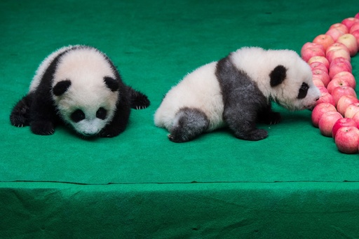 赤ちゃんパンダ、中国建国70周年イベントで「パンダ文字」に挑戦