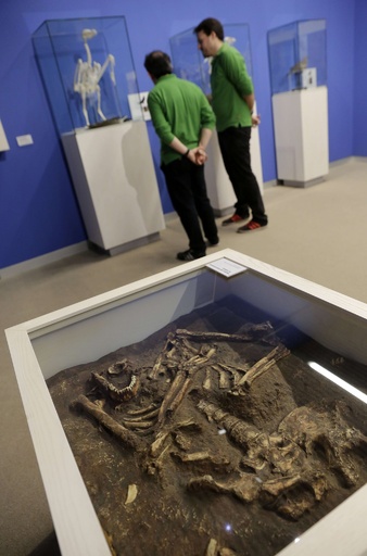 ネアンデルタール人の「科学的な」復元模型、スペインで展示 写真5枚