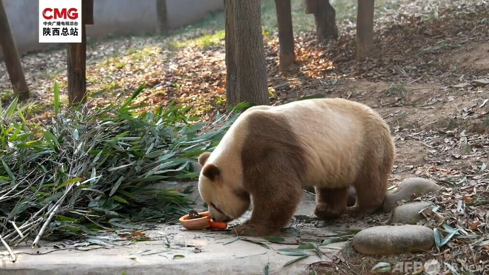 世界に1頭だけの茶色パンダ「チーザイ」 笹の葉に強いこだわり