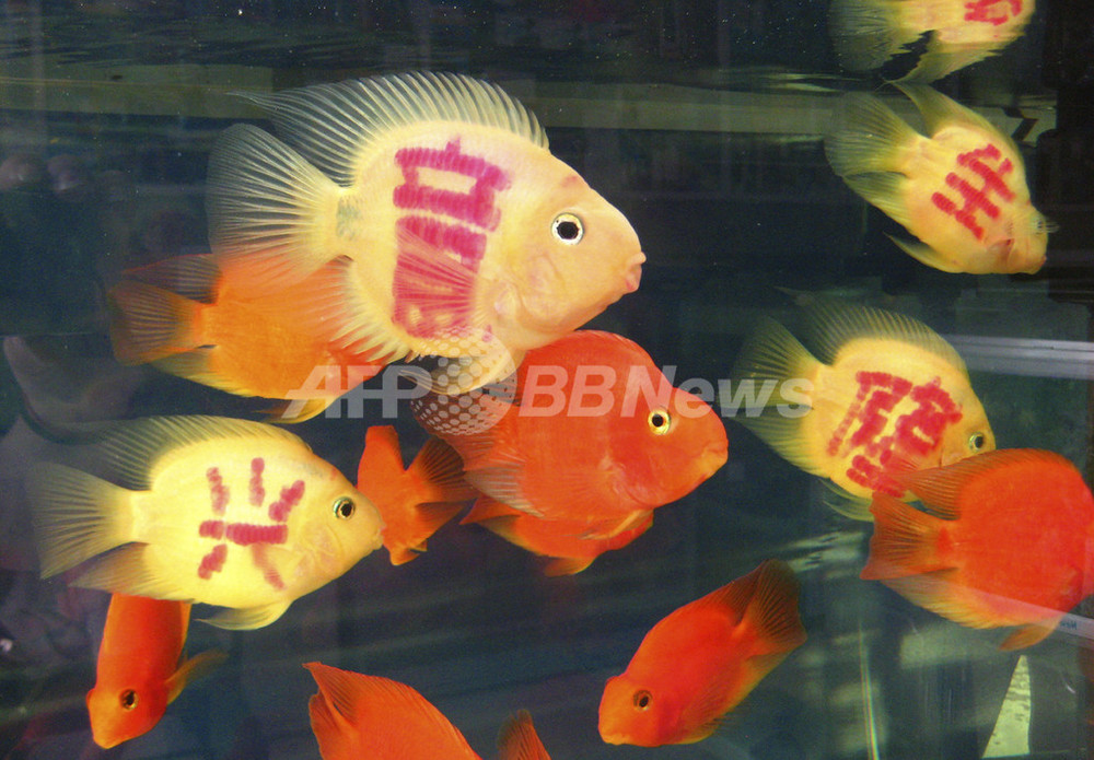 幸運を呼ぶ入れ墨入りの魚が人気 中国 成都 写真2枚 国際ニュース Afpbb News