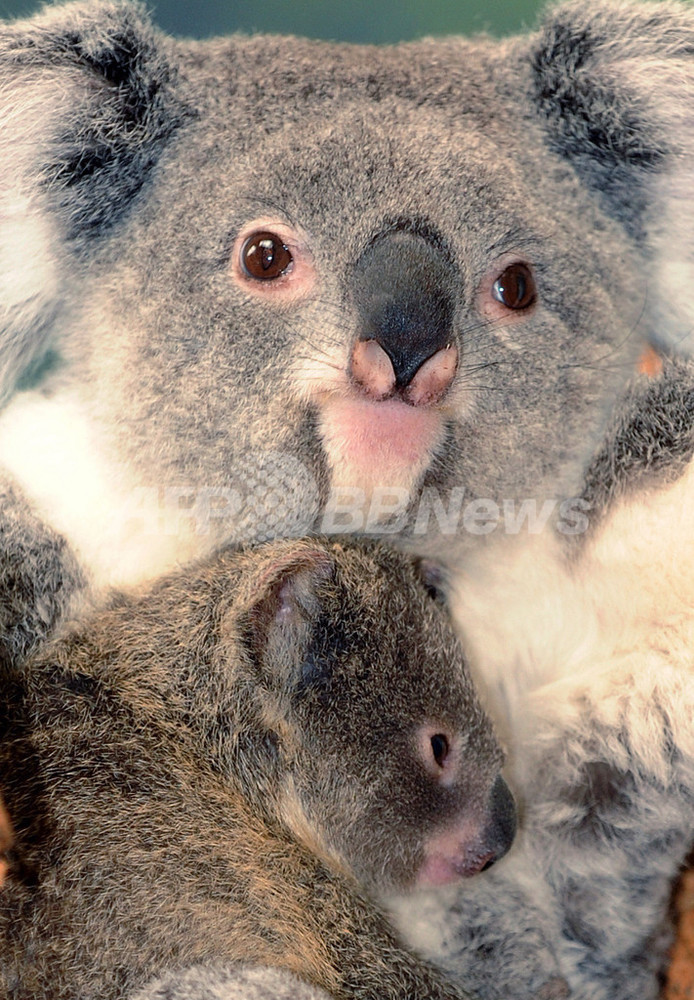 フランス初のコアラの赤ちゃん、生後8か月に 写真6枚 国際ニュース
