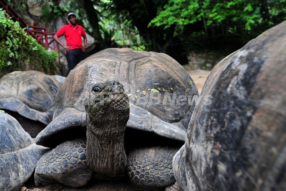 絶滅種の淡水カメ 元からいなかった 写真1枚 国際ニュース Afpbb News