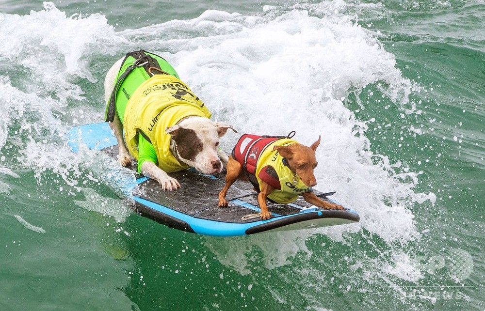 波乗りワンちゃん大集合 米カリフォルニアで犬のサーフィン大会 写真27枚 国際ニュース Afpbb News