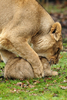 2007年12月13日、ベルギーのメッヘレン（Mechelen）にあるプランケンデール動物公園（Planckendael Zoo）でお披露目されたインドライオンの赤ちゃんとその母親。(c)AFP/DIRK WAEM