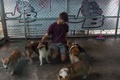 ミャンマー・ヤンゴンの犬カフェで、犬たちと戯れる男性客（2017年7月15日撮影）。(c)AFP/Ye Aung THU