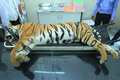 インド西部マハラシュトラ州ナグプールで、検視に付される「T1」の死骸（2018年11月3日撮影）。(c)AFP