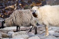英スコットランド・オークニー諸島ノースロナルドセー島で海藻を食べるヒツジ（2021年9月7日撮影）。(c)Adrian DENNIS / AFP
