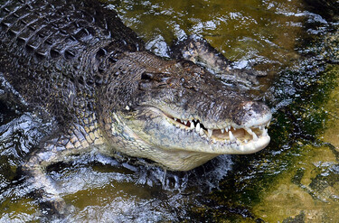 ワニ 巨大ワニのブルータス、サメを襲う オーストラリア 写真1枚 国際