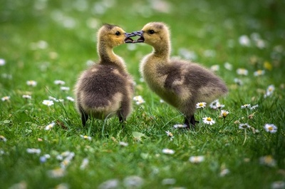 カナダガンのひな鳥たち、ドイツ