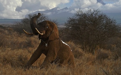 ゾウに首輪を装着、行動を追跡 ケニア・国立公園