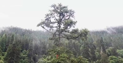 「中国一高い木」、高さは83.4メートル