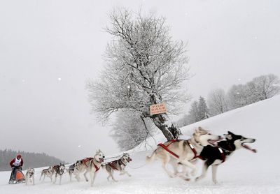 雪の中で犬ぞりレースの欧州選手権、スロバキア