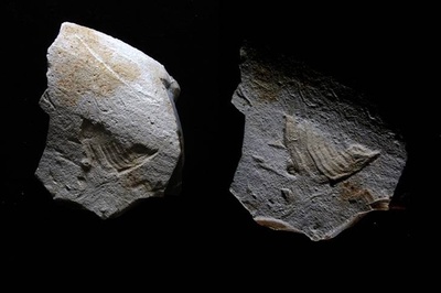 3万5000年前の石に「ツイッターの鳥」 仏で発見