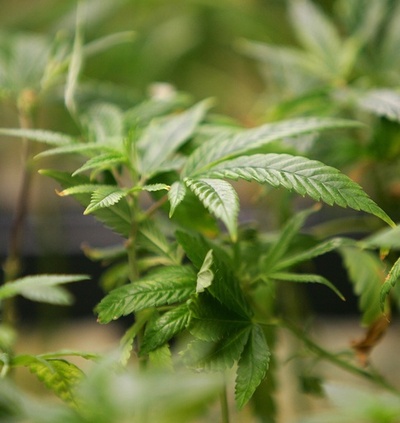 米首都で嗜好用マリフアナ合法化、連邦法との兼ね合いで論議