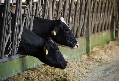 農場のちりにアレルギー予防効果、ベルギー研究