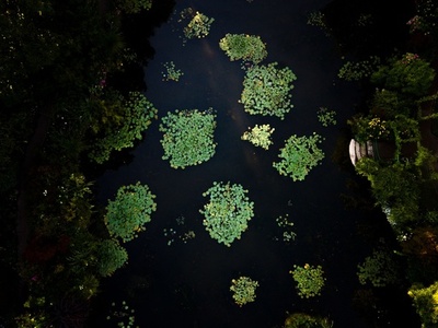 【今日の1枚】名画を生んだ場所、曙光のモネ庭園