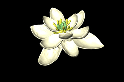 最初の花、系統樹で解明 研究