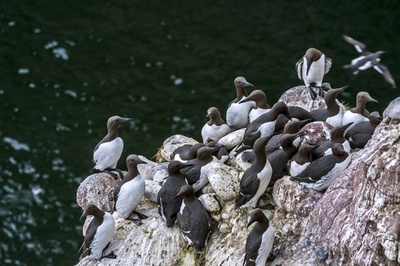 ウミガラス約100万羽が餓死、温暖化による熱波が原因か 研究