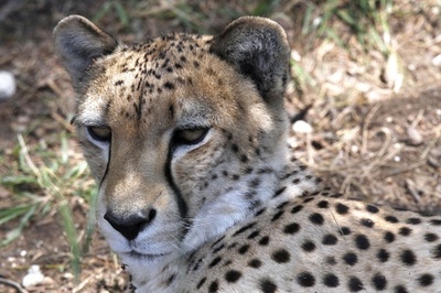 サファリパークで家族連れが車外に、チーターに追われ映像拡散 オランダ