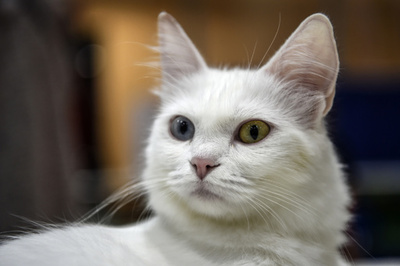 ニャンとか助かった！ 愛猫のおかげで土砂災害から生還 イタリア