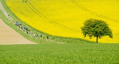一面に広がる黄色いじゅうたん、ドイツの菜の花畑