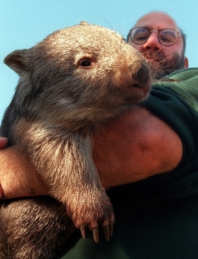 「ウオンバットにレイプされた」、虚偽通報の男に奉仕活動75時間