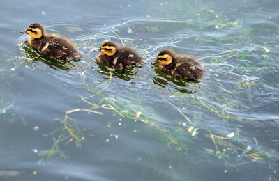 カモ集う湖、北京