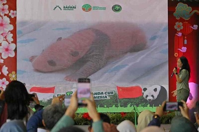 インドネシアで初めてジャイアントパンダの赤ちゃんが誕生