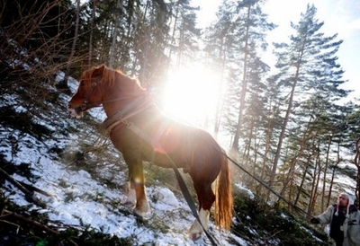 太古の温暖化でウマは小型化、ネコの大きさに 米研究