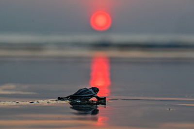 【今日の1枚】海へと誘う夕日の道 インドネシア