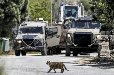 【今日の1枚】戦車の前を横切るネコ パレスチナ