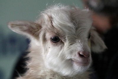 パシュミナ種のヤギ2万5千頭が餓死、供給滞る恐れ インド