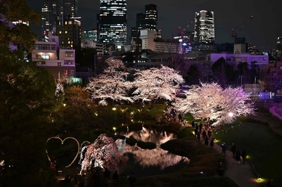 東京都心の夜景に映える満開の桜