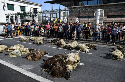 道路に複数の羊の死骸...フランス畜産業者がクマ被害訴え