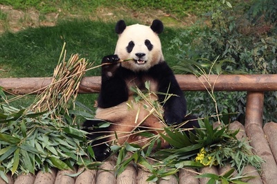 韓国のパンダ「フーバオ」、もうすぐ中国へ