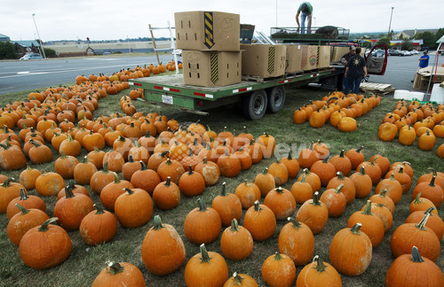 秋の風物詩 ハロウィーン用カボチャの出荷始まる 写真12枚 ファッション ニュースならmode Press Powered By Afpbb News