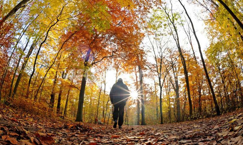 秋深まるドイツは紅葉が真っ盛り 写真4枚 国際ニュース Afpbb News