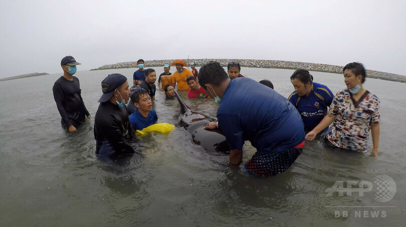 プラスチック袋80枚のみ込んだクジラ死ぬ タイ南部