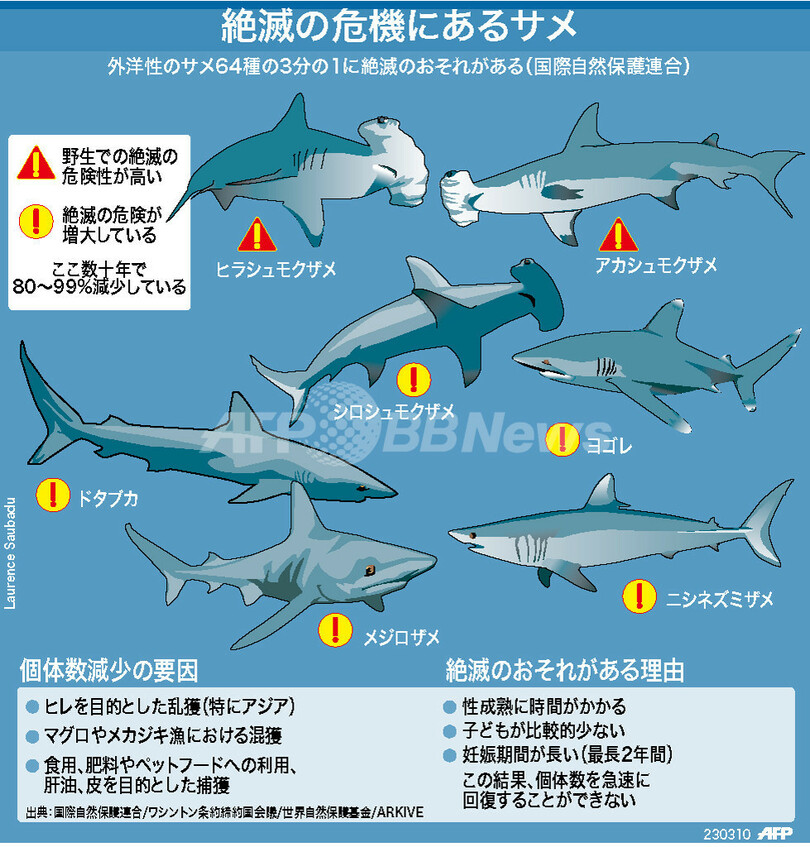 図解 絶滅のおそれのあるサメ類 写真1枚 国際ニュース Afpbb News