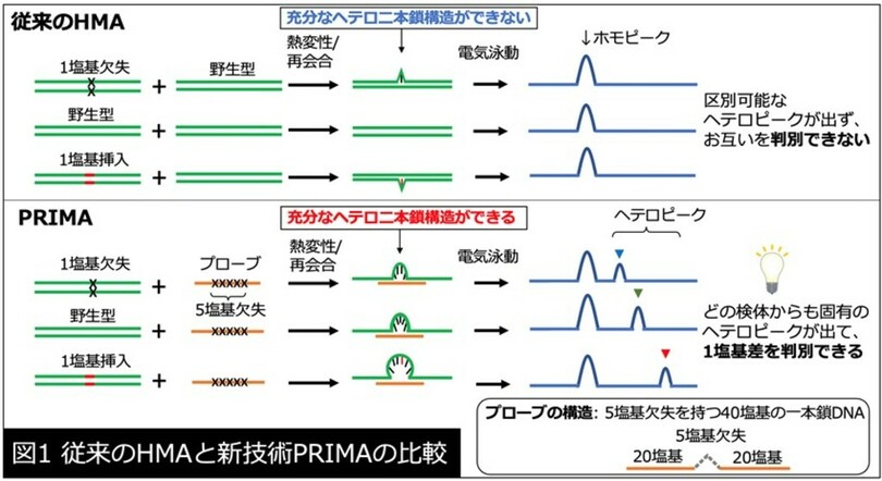 Dnaの1塩基の違いをハイスループットに判別できる新技術 Prima を開発 ゲノム編集個体を迅速 簡便 安価に選抜 写真1枚 国際ニュース Afpbb News