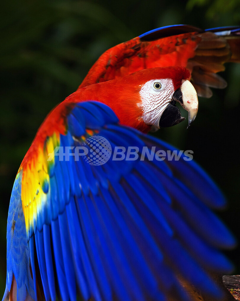 鮮やかなメキシコのコンゴウインコ、シカレ自然公園